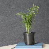 🌿 Chamaedorea Parlor Palm indoor plant in nursery pot placed on a modern wooden table — air purifying low maintenance plant for home décor