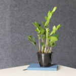 🏡 ZZ Plant placed on a wooden shelf in modern living room — easy-care indoor greenery