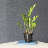 🏡 ZZ Plant placed on a wooden shelf in modern living room — easy-care indoor greenery