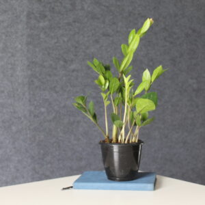 🏡 ZZ Plant placed on a wooden shelf in modern living room — easy-care indoor greenery