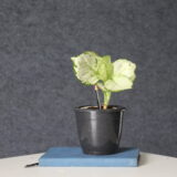 🌿 Aglaonema White indoor plant in black nursery pot — stylish low-maintenance air purifying plant for home and office