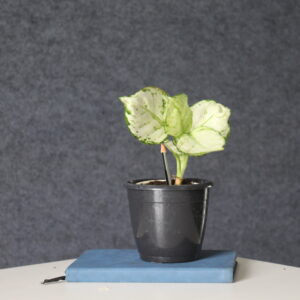 🌿 Aglaonema White indoor plant in black nursery pot — stylish low-maintenance air purifying plant for home and office